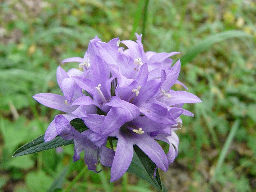 Campanula rapunculus, C. Glomerata e C. trachelium